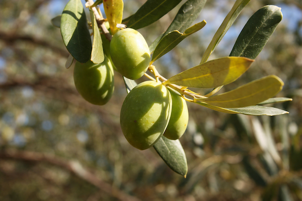 Janvier : Le Mois de l’Huile d’Olive